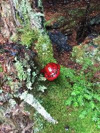 Ganoderma tsugae image