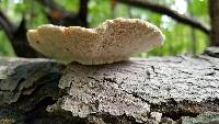 Trametes gibbosa image