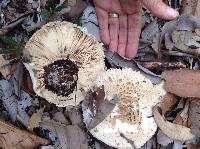 Chlorophyllum brunneum image