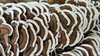 Trametes versicolor image