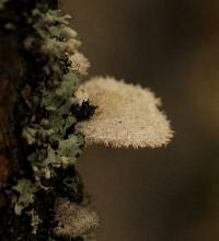 Schizophyllum commune image