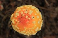 Amanita muscaria var. guessowii image