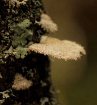 Schizophyllum commune image