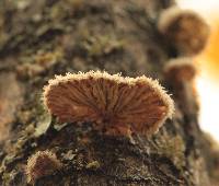 Schizophyllum commune image