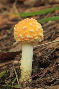 Amanita muscaria image