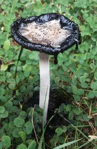 Coprinus comatus image