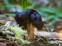 Gyromitra tasmanica image