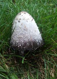 Coprinus comatus image