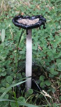 Coprinus comatus image