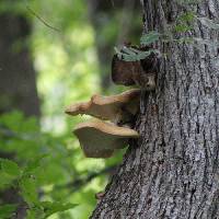 Polyporus squamosus image