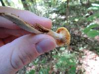 Armillaria tabescens image