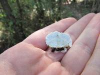 Trametes versicolor image