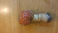 Amanita muscaria image