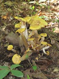 Armillaria tabescens image