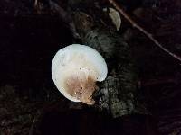 Fomitopsis betulina image