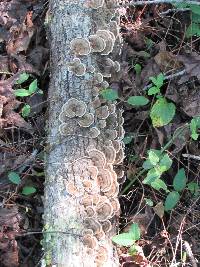 Trametes versicolor image