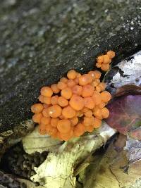 Mycena leaiana image