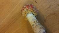 Amanita muscaria image