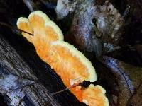 Laetiporus sulphureus image