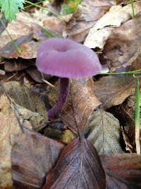 Laccaria amethystina image