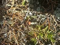 Cladonia cristatella image