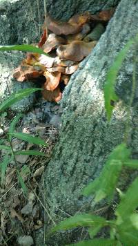 Omphalotus illudens image