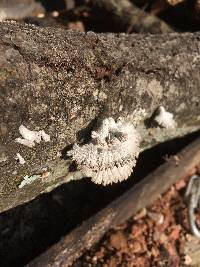 Schizophyllum commune image