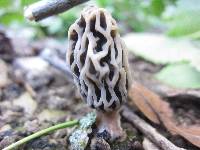 Morchella rufobrunnea image