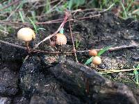 Psilocybe coprophila image