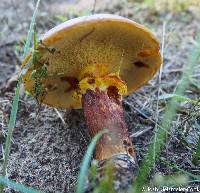 Suillus grevillei image