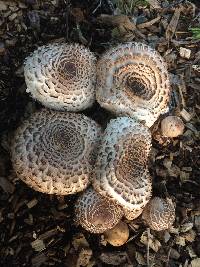 Chlorophyllum brunneum image