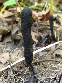 Xylaria polymorpha image