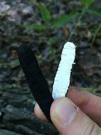 Xylaria polymorpha image