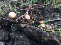 Psilocybe coprophila image