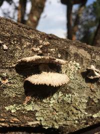 Schizophyllum commune image