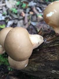 Lycoperdon pyriforme image