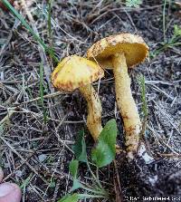 Suillus americanus image