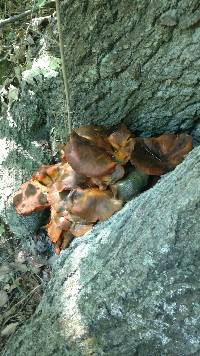 Omphalotus illudens image