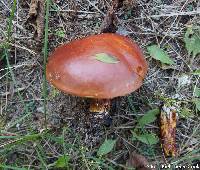 Suillus grevillei image