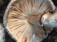 Chlorophyllum brunneum image