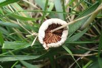 Conocybe apala image