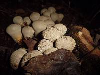 Lycoperdon pyriforme image