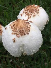 Chlorophyllum molybdites image