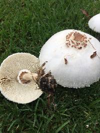 Chlorophyllum molybdites image