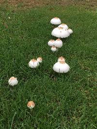 Chlorophyllum molybdites image