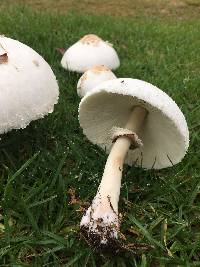 Chlorophyllum molybdites image