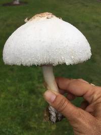 Chlorophyllum molybdites image