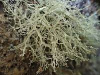 Ramalina intermedia image