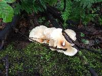 Picipes badius image