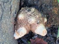 Polyporus squamosus image